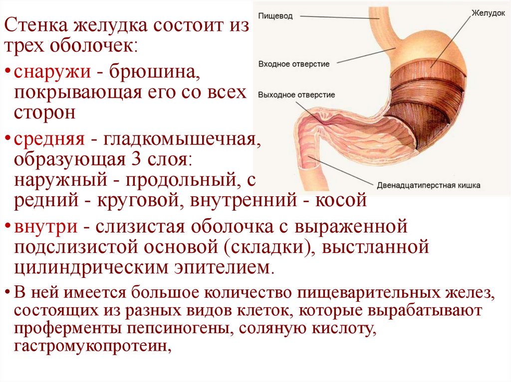 Клапан пищевода и желудка. Между пищеводом и желудком. Клапан между желудком и пищеводом. Характеристика пищеварительной системы.
