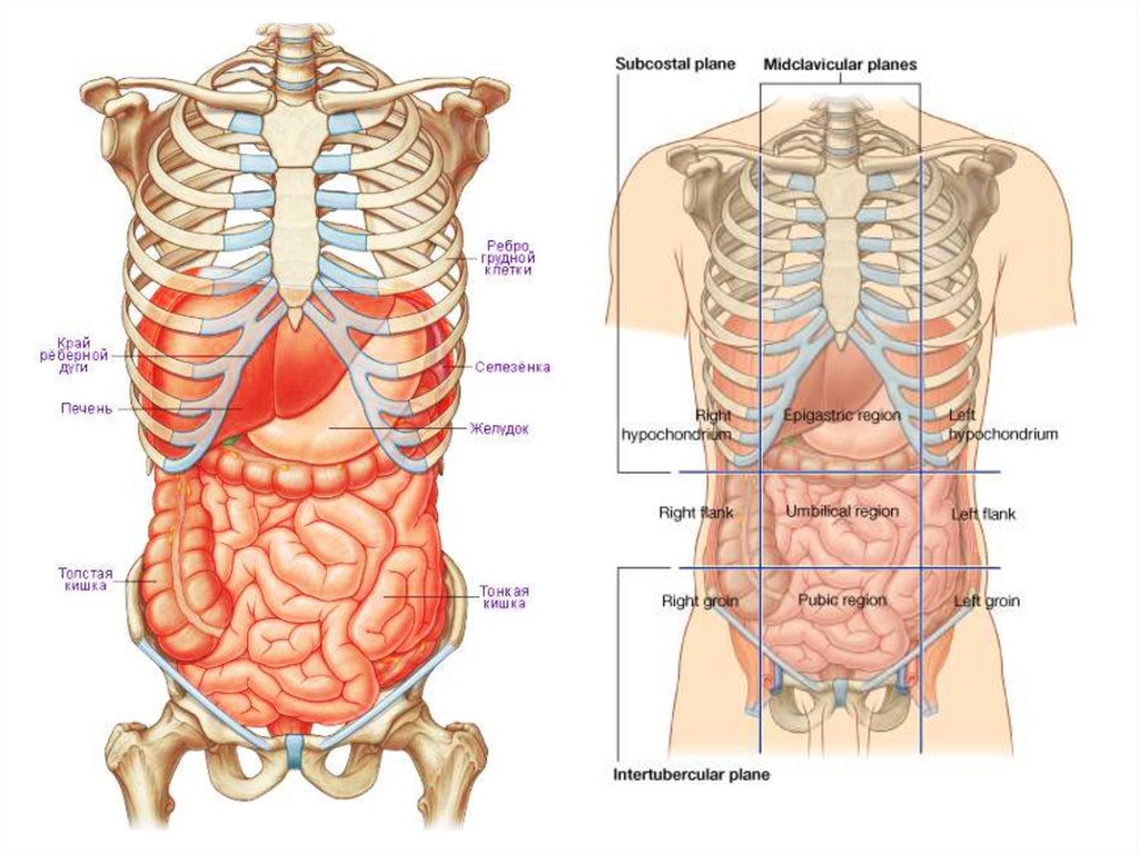 Органы под правой грудью. Анатомия органов. Расположение ЖКТ У человека относительно ребер. Расположение печени и ребер. Расположение органов ЖКТ относительно ребер.