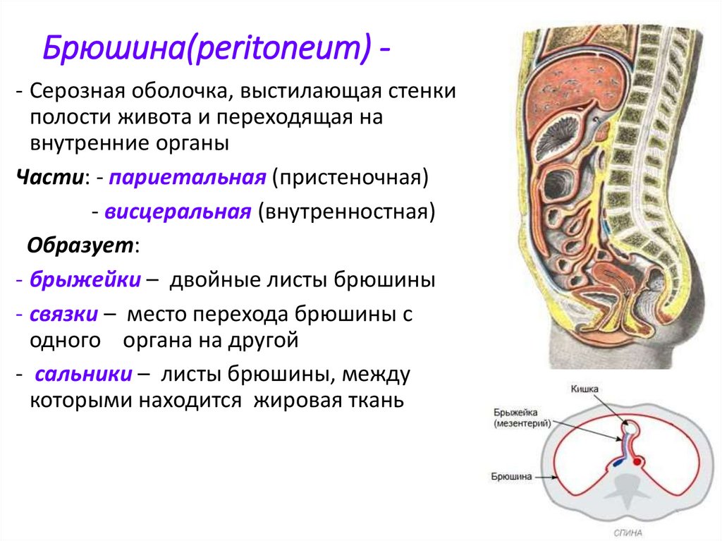 Стенки внутренних органов