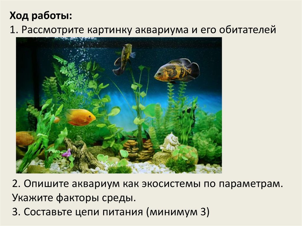 Какие организмы живут в аквариуме биология 5. Цепи питания в аквариуме. Аквариум для презентации. Кратко про обитателей аквариума. Составьте пищевые цепи в аквариуме.