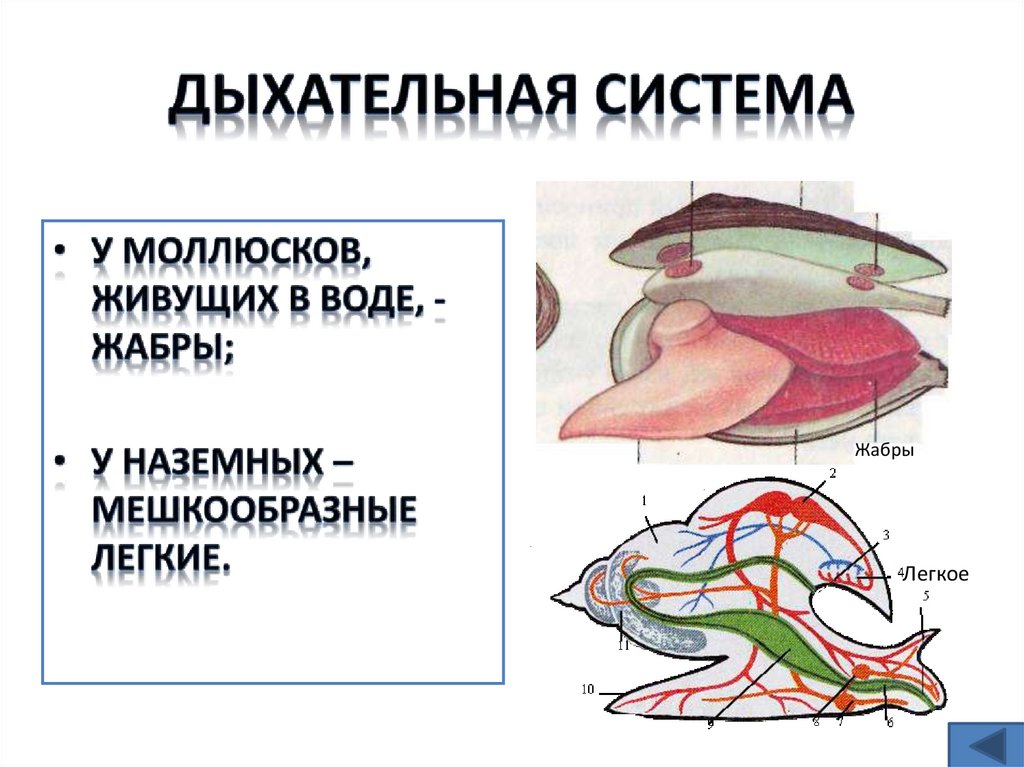 Органы дыхания животных