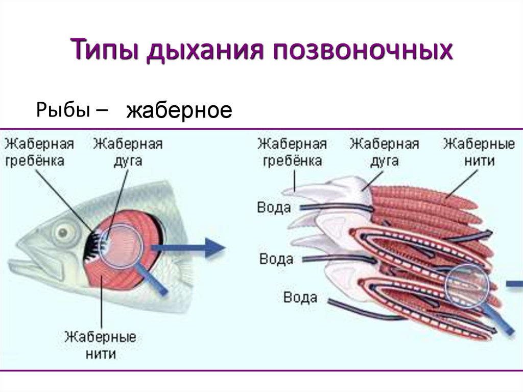 Классы животных дыхательной системы