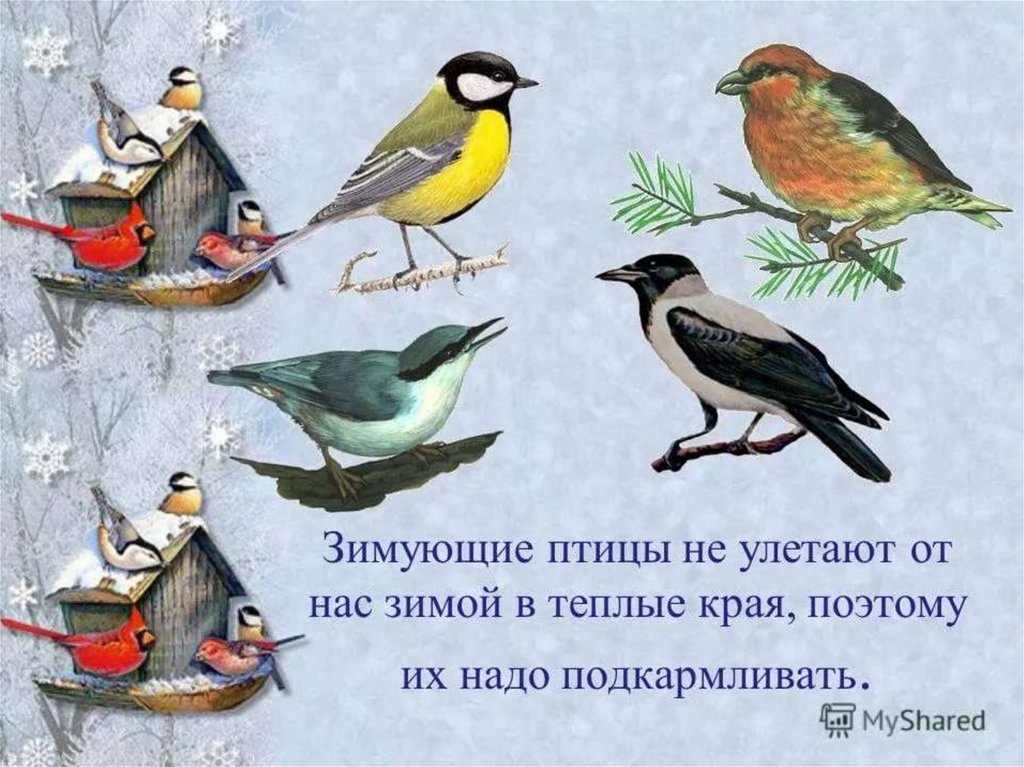 В теплых краях живет. Зимующие птицы. Зимующие птицы для детей. Изображение зимующих птиц. Иллюстрации зимующих птиц.