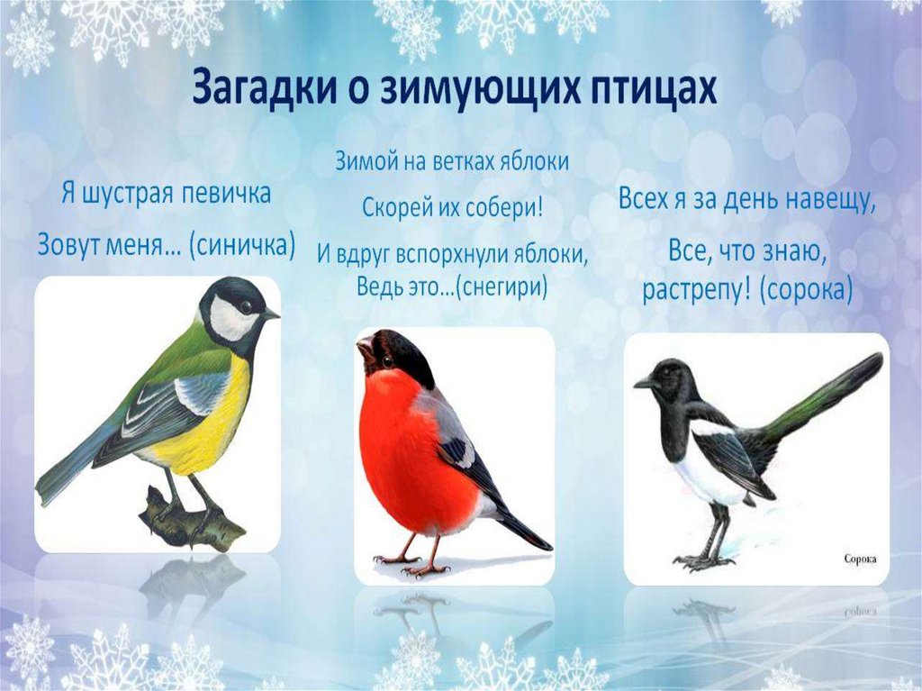 Конспект Занятия Знакомство С Зимующими Птицами