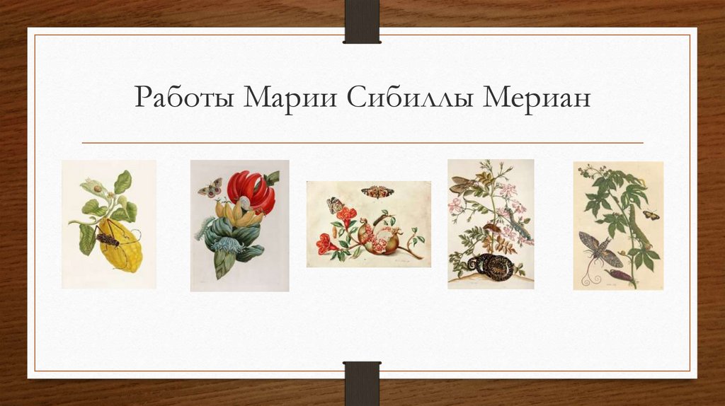 Работы Марии Сибиллы Мериан