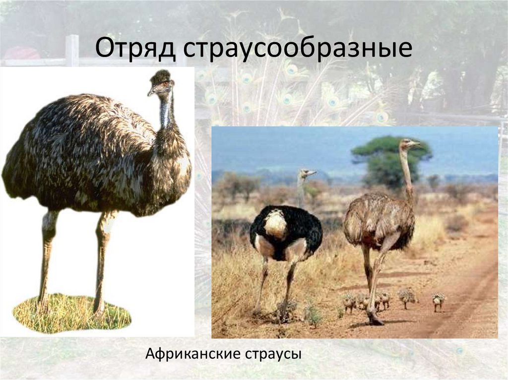 Отряд страусообразные