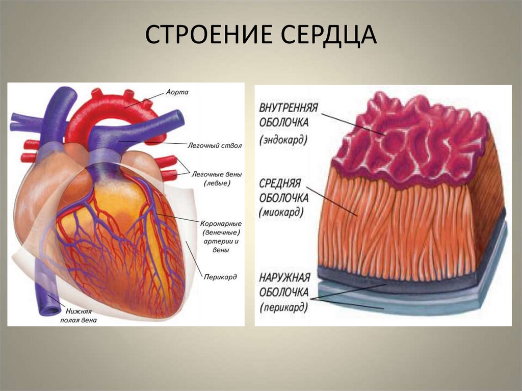 Сердце человека состоит из. Строение сердца человека анатомия. Наружный строение сердца. Внутренне строение клапана сердца. Рис 35 строение сердца.