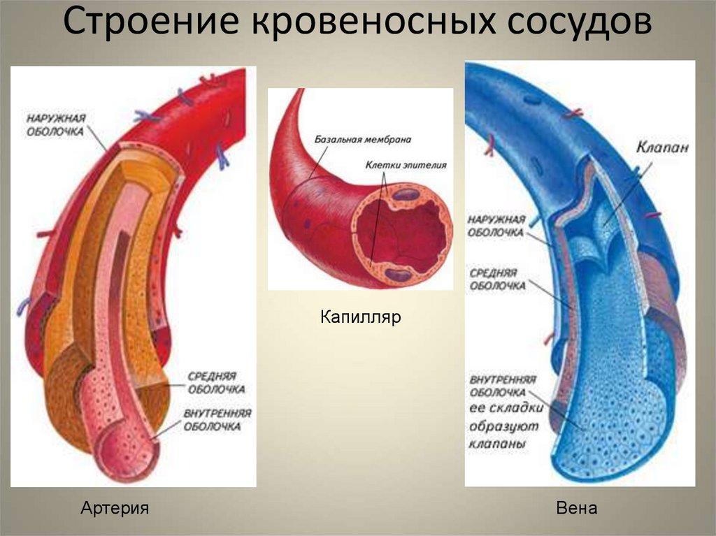 Строение вен анатомия. Строение стенки сосудов анатомия. Строение артерии вены и капилляры. Строение кровеносных сосудов артерии вены капилляры. Строение артерий и вен анатомия.