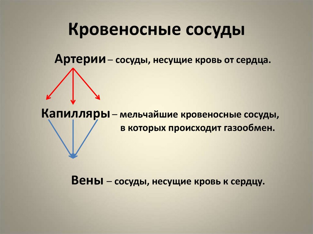 Кровеносные сосуды