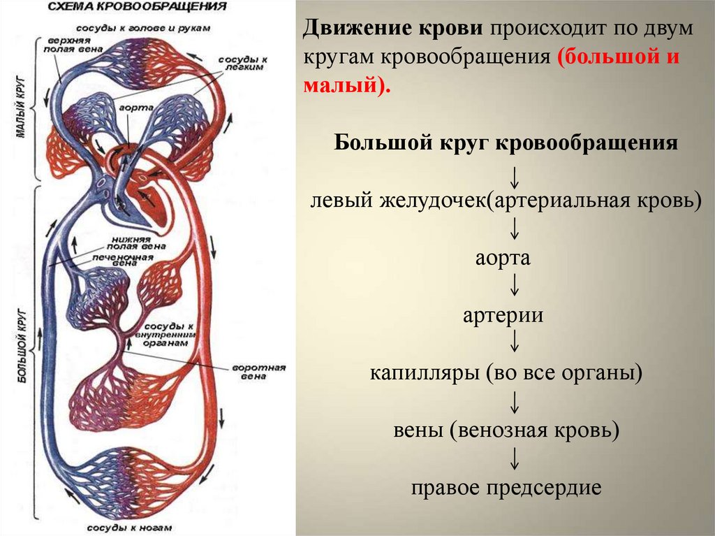 Презентация кровообращение человека