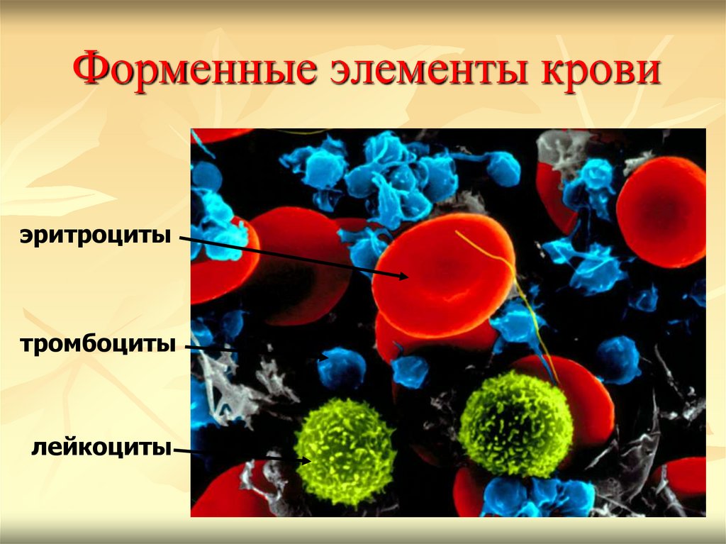 Назовите элементы крови. Эритроциты лейкоциты тромбоциты. Элемент крови. Форменные элементы крови человека. Форменные элементы крови животных.