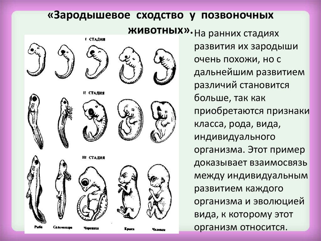 Презентация по биологии эмбриональное развитие организма