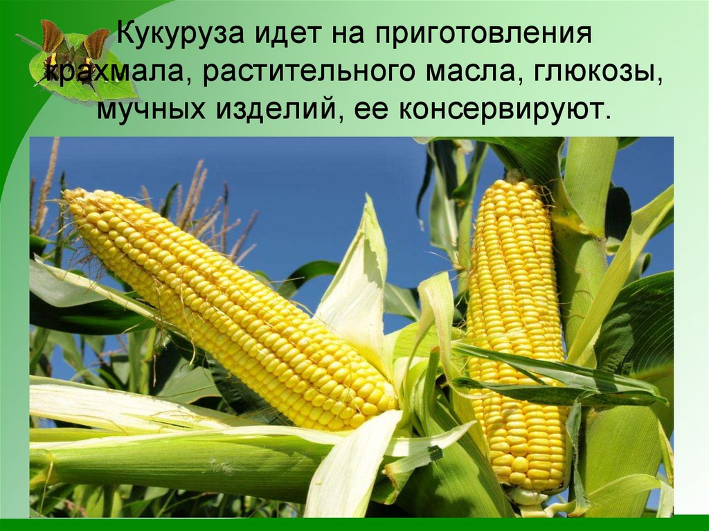 Кукуруза доклад 3 класс. Кукуруза зерновая культура. Растениеводство. Кукуруза 3 класс. Кукуруза окружающий мир. Проект про кукурузу.
