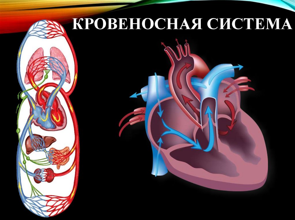 Биология 8 класс транспортные системы организма презентация