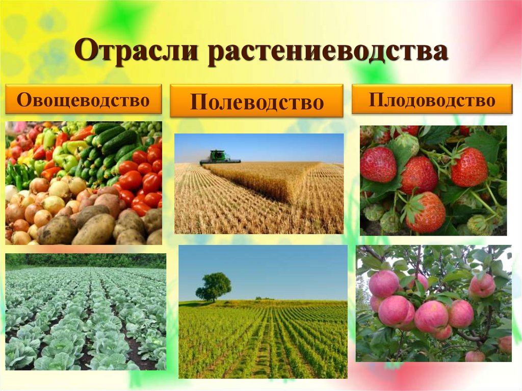 Какие растения выращивают в московской области. Отрасли растениеводства. Основные отрасли растениеводства. Культурные сельскохозяйственные растения. Культуры растениеводства.