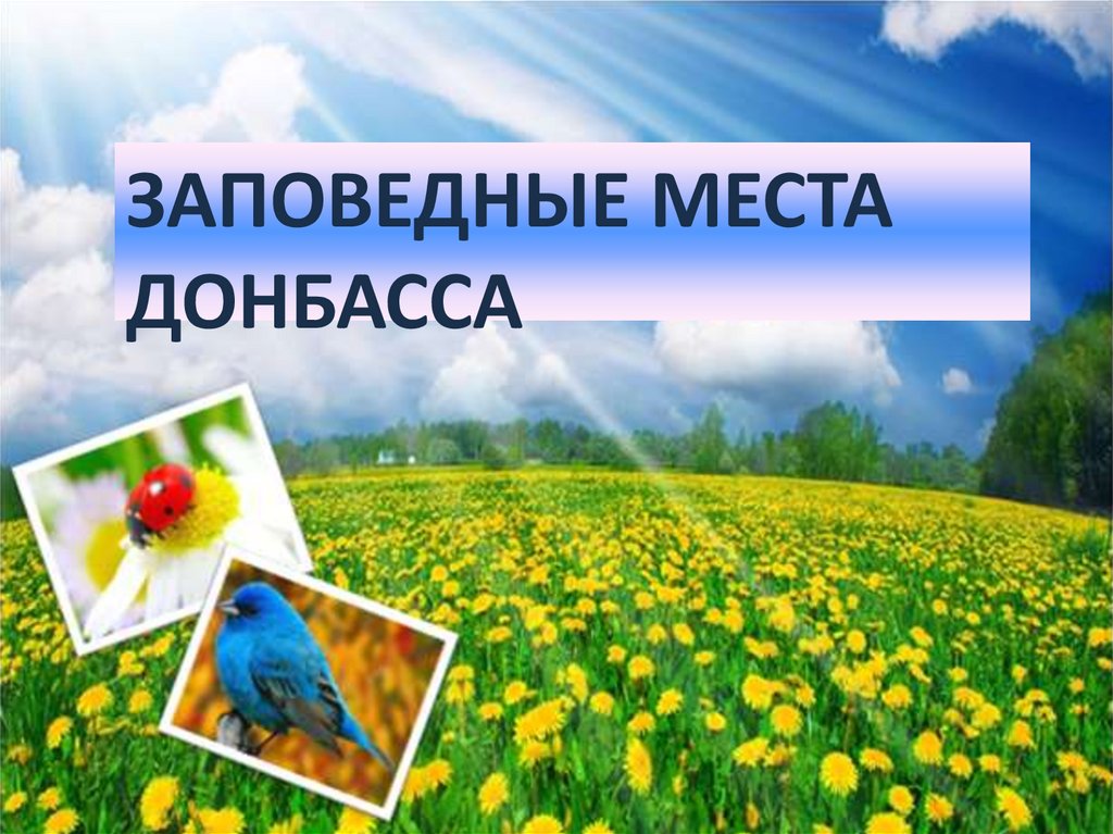 Природа донбасса презентация