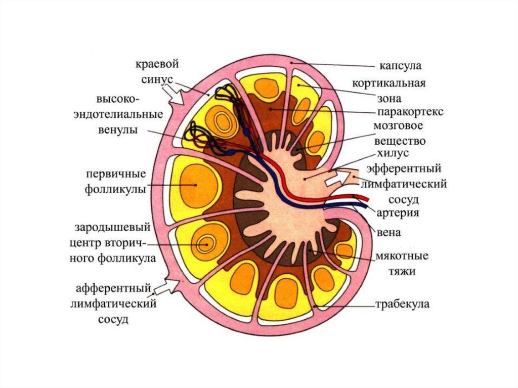 Лимфоузлы структурны. Схема строения лимфатического узла. Строение лимфатического узла анатомия человека. Строение лимфатического узла гилус. Строение лимфоузла человека анатомия схема.