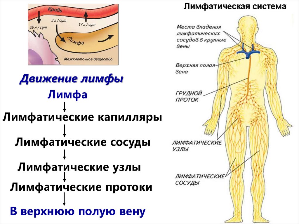 Функции лимфы