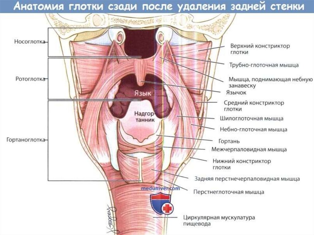 Глотка слои. Строение стенки глотки анатомия оболочки. Задняя стенка ротоглотки анатомия. Грушевидный карман гортани анатомия. Задняя стенка глотки Анат.