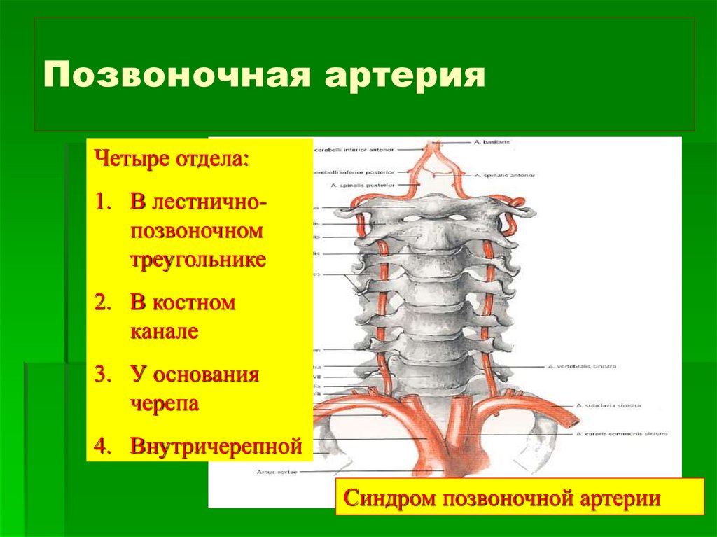 Пучки шеи