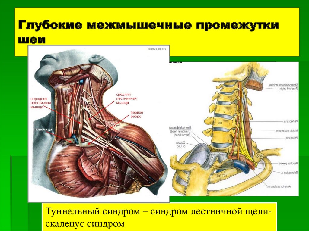 Межмышечный латынь