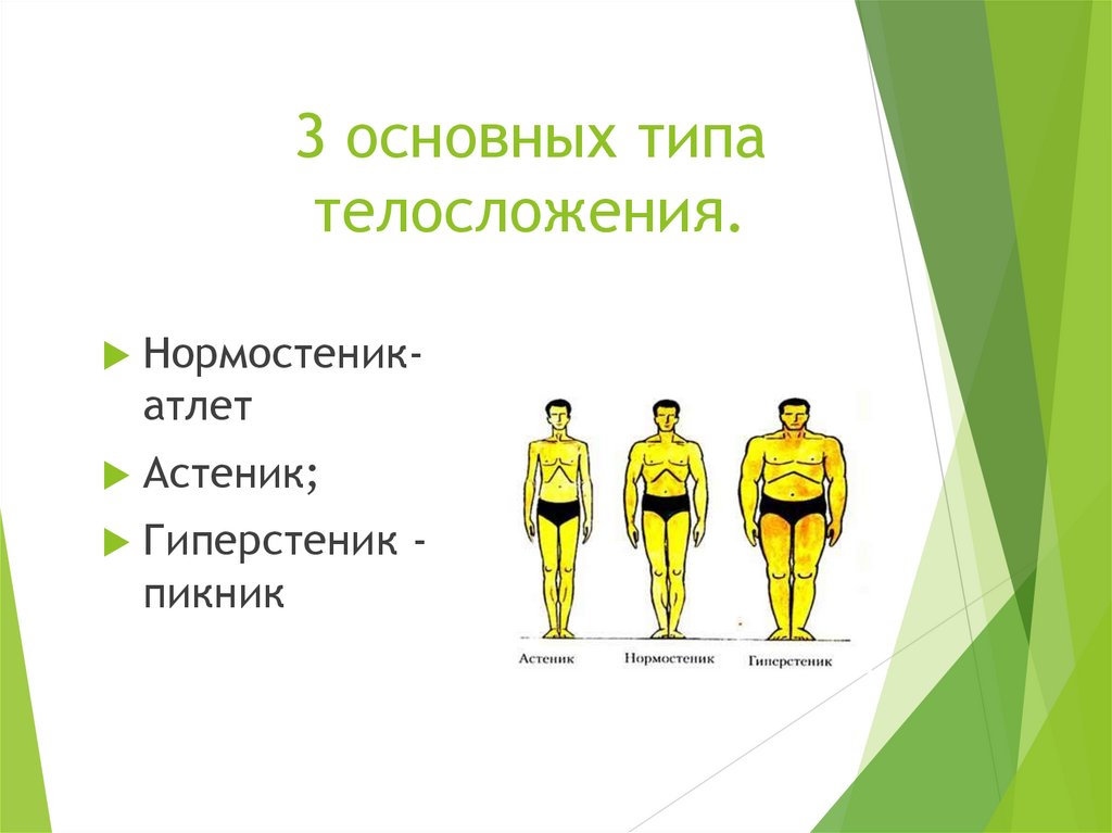 Понятие телосложения и характеристика его основных типов - презентация онлайн