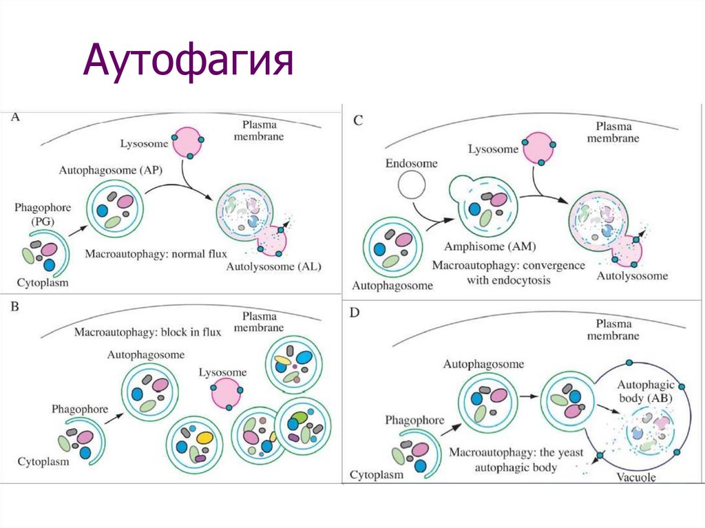 Аутофагия это простыми словами. Аутофагия клетки схема. Аутофагия механизмы реализации. Гибель клеток аутофагия. Молекулярные механизмы аутофагии.