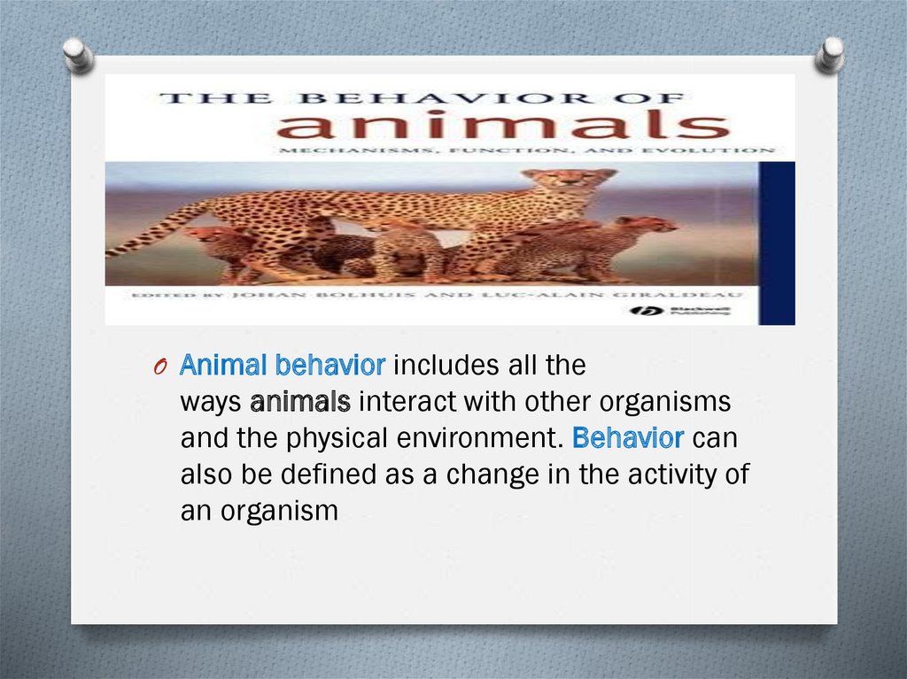 Animal behaviour. Present cont quest - презентация онлайн