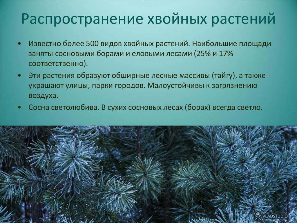 Признаки хвои. Распространение хвойных. Распространение хвойных растений. Распространение голосеменных растений. Хвойные Голосеменные растения.