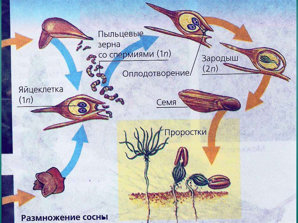 Органы размножения голосеменных растений. Размножение сосны схема. Цикл размножения голосеменных растений. Схема голосеменных растений 7 класс. Размножение голосеменных 6 класс биология.