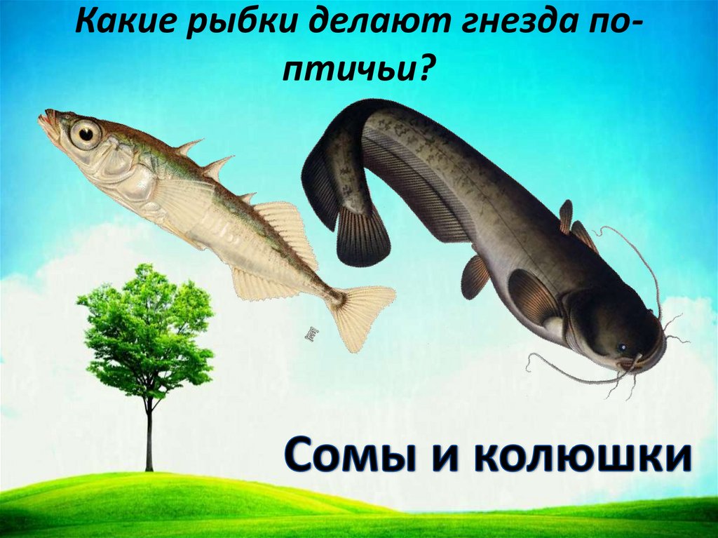 Какие рыбки делают гнезда по-птичьи?