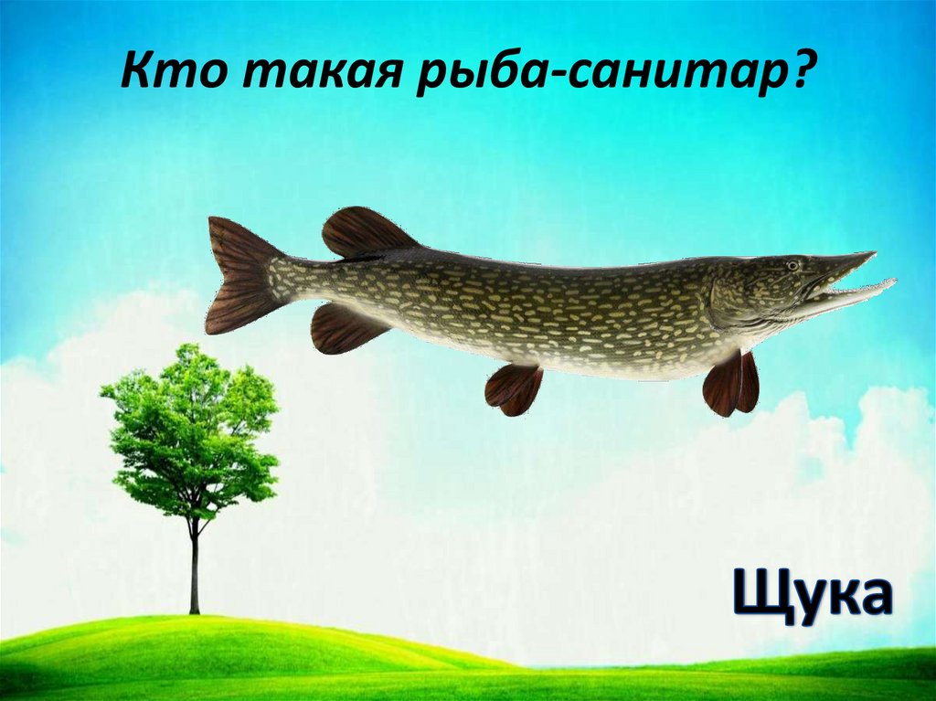 Кто такая рыба-санитар?