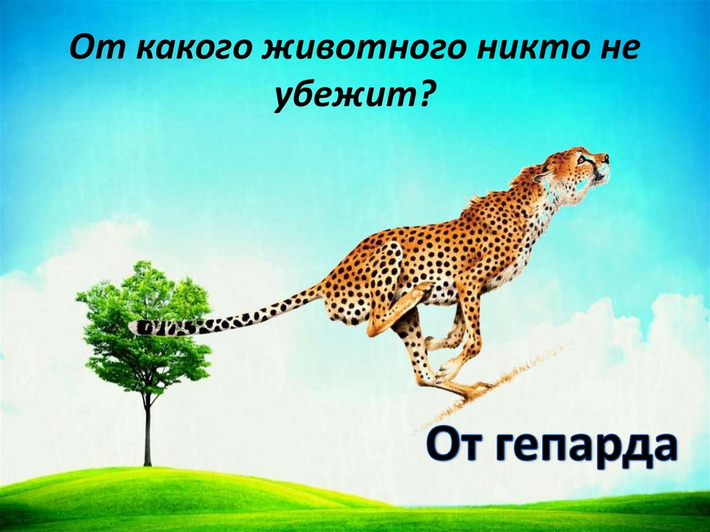 От какого животного никто не убежит?