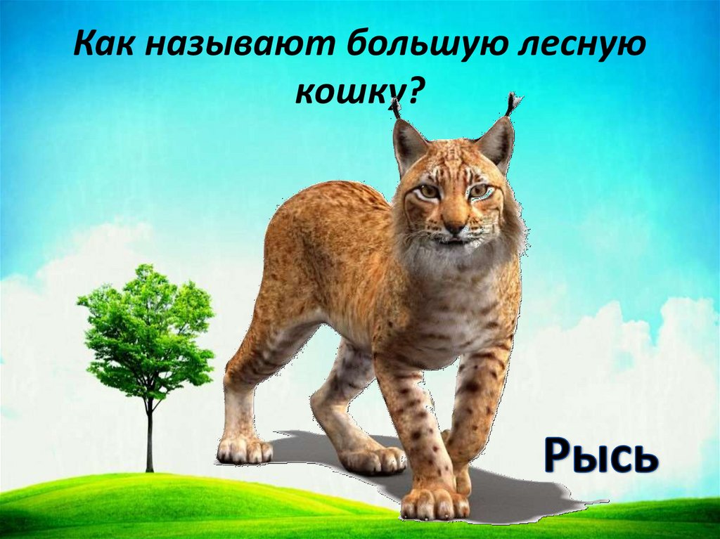 Как называют большую лесную кошку?