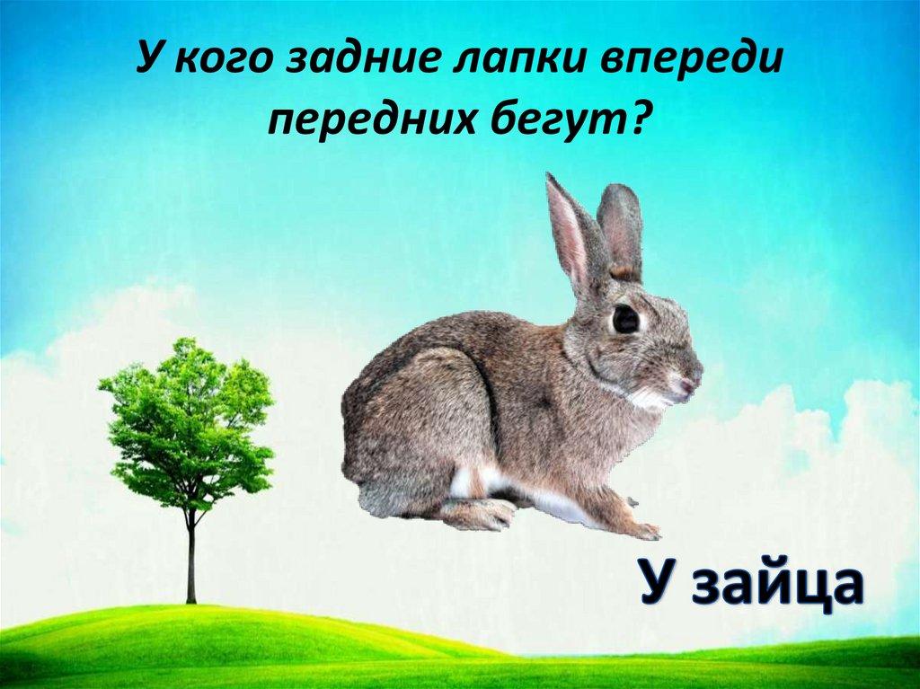 У кого задние лапки впереди передних бегут?