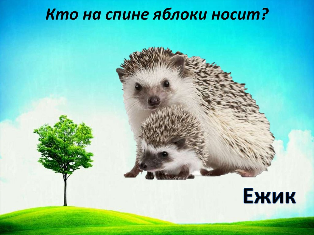 Кто на спине яблоки носит?