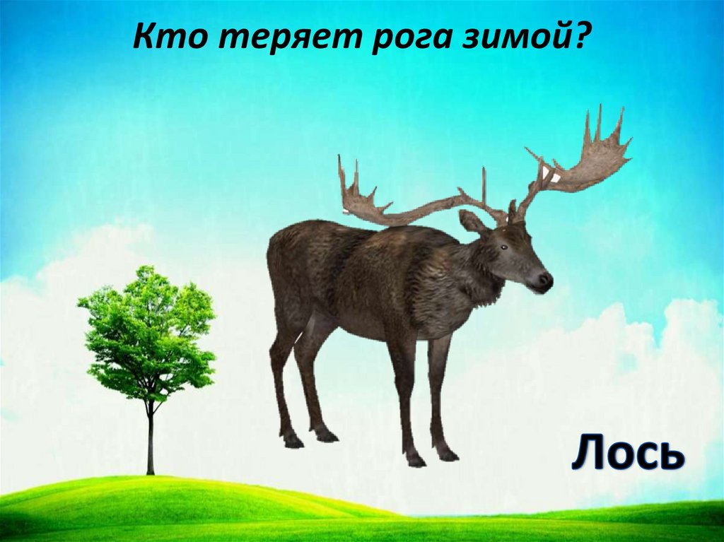 Кто теряет рога зимой?