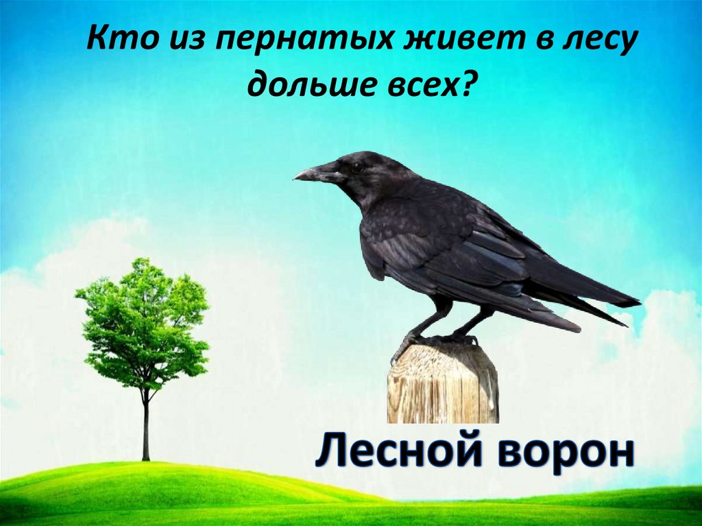 Кто из пернатых живет в лесу дольше всех?