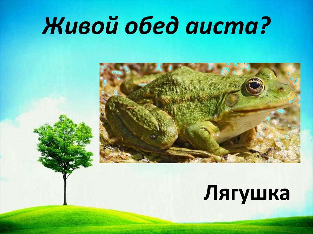 Живой обед аиста?