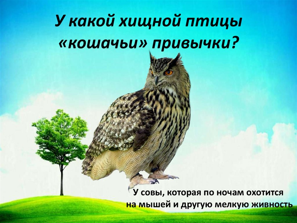 У какой хищной птицы «кошачьи» привычки?