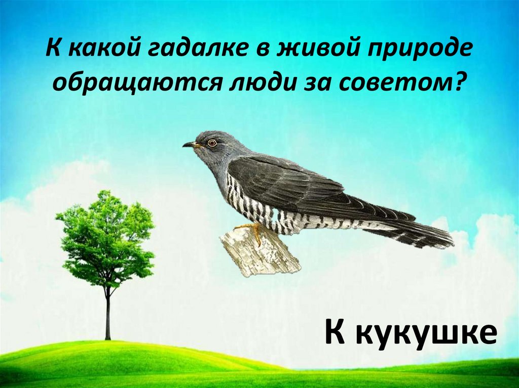 К какой гадалке в живой природе обращаются люди за советом?