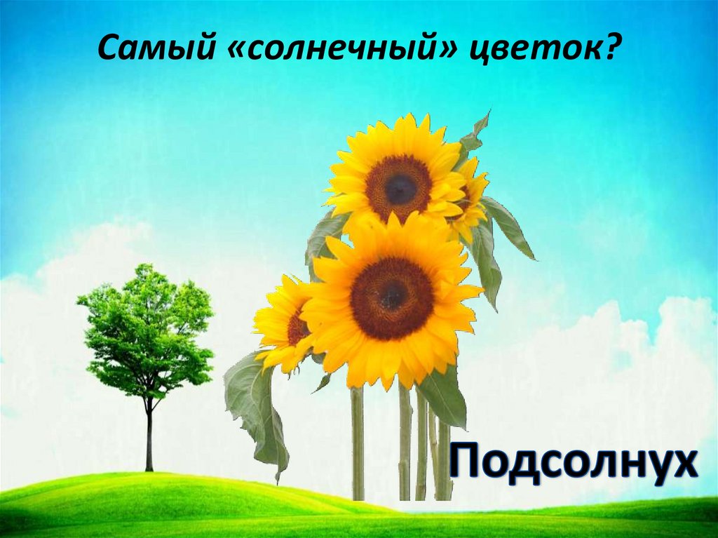 Самый «солнечный» цветок?