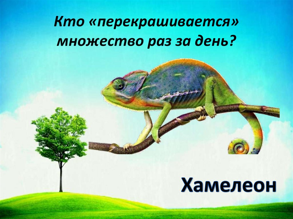 Кто «перекрашивается» множество раз за день?