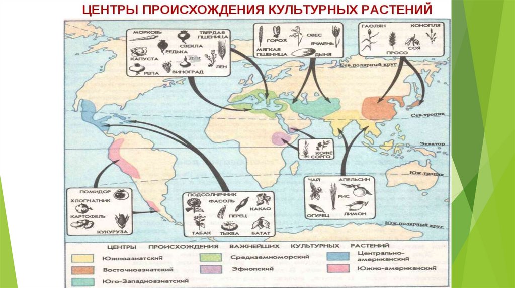 Центры многообразия и происхождения культурных растений презентация 9 класс