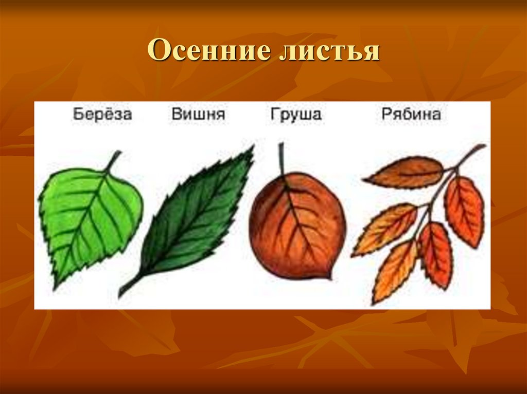 Осенние листья