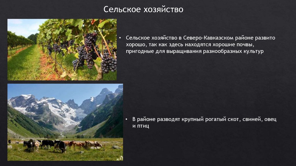 На выращивании каких культур специализируется северный кавказ