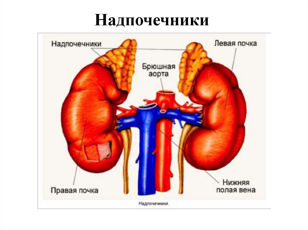 Надпочечники пространство