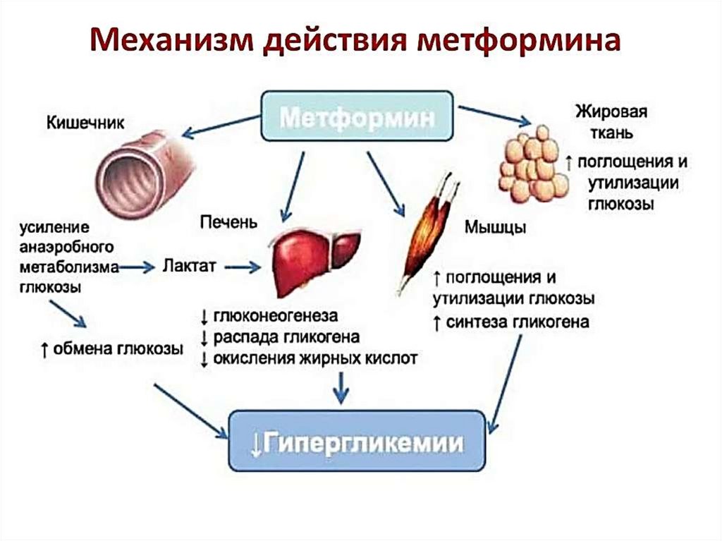 Печень сахар в крови. Механизм действия метформина схема. Механизм действия метф. Механизм действия препарата метформин.