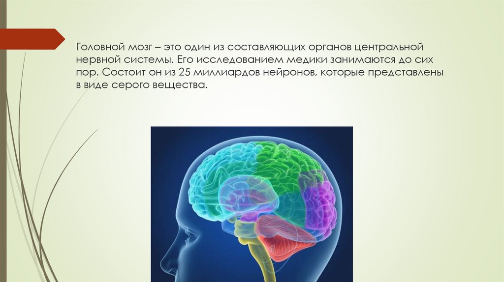 Из каких веществ состоит мозг. Интересные факты о головном мозге человека. Мозг состоит из миллиардов нейронов. Презентация опрос по теме головной мозг. Презентация головной мозг строение и функции 8 класс.