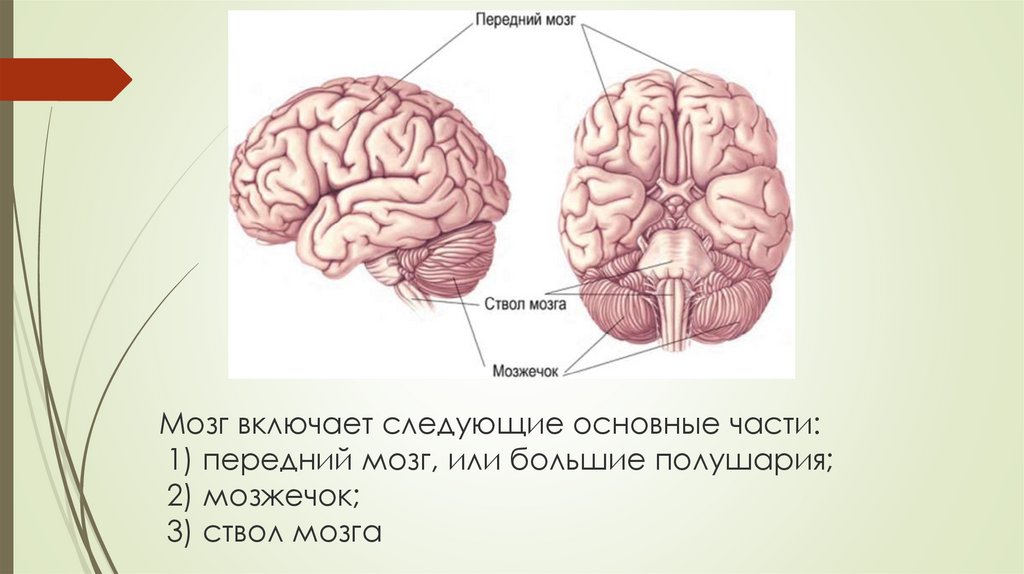 Полушария переднего мозга имеют. Большие полушария переднего мозга. Функции переднего мозга человека. Передний мозг мозжечок и ствол мозга. Строение и функции головного мозга презентация.